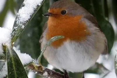 inverno jigsaw puzzle