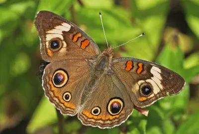 Junonia coenia