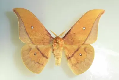 Cricula trifenestrata