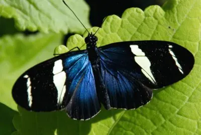 Heliconius sara jigsaw puzzle