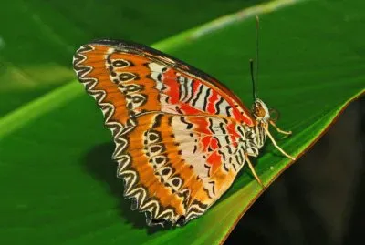 Cethosia biblis jigsaw puzzle