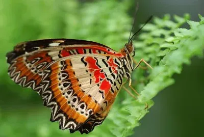 Cethosia cyane jigsaw puzzle