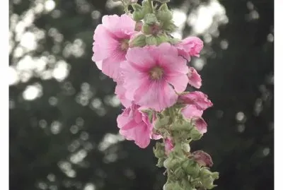 פאזל של Rose tremiere