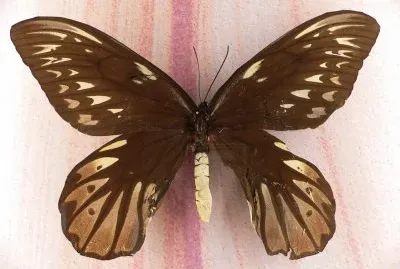 Ornithoptera alexandrae jigsaw puzzle