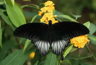 Papilio memnon