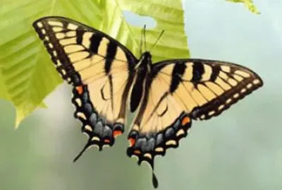 Borboleta jigsaw puzzle