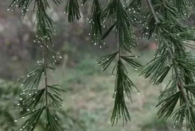 פאזל של Invierno