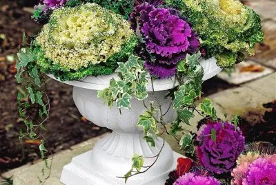 Purple Kale Flower Arrangement
