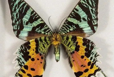 Chrysiridia rhipheus jigsaw puzzle