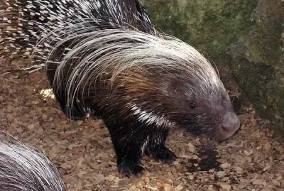 פאזל של Istrice africano