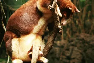 Canguro arboricolo di matschie