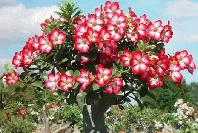 Adenium jigsaw puzzle