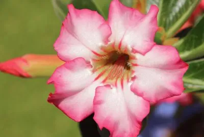 Adenium