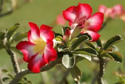 פאזל של Adenium