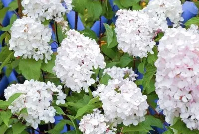 פאזל של Hydrangea