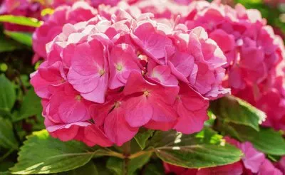 פאזל של Hydrangea