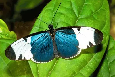 Heliconius sapho