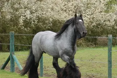 Blue roan gypsy vanner