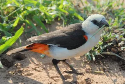 Tessitore dei bufali becco bianco