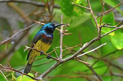 Nettarina di souimanga