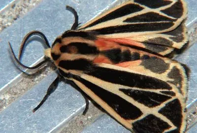 Apantesis phalerata
