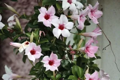 פאזל של Dipladenia