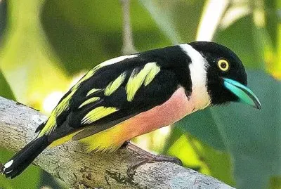 natural