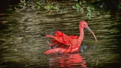 Nature