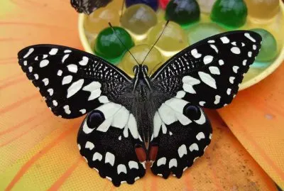 Papilio demoleus