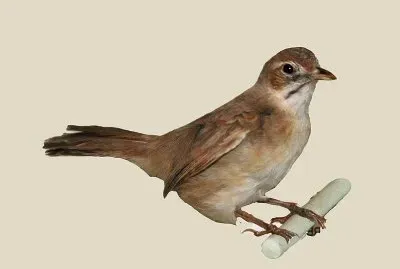 Melocicla dai mustacchi