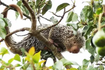 פאזל של natural