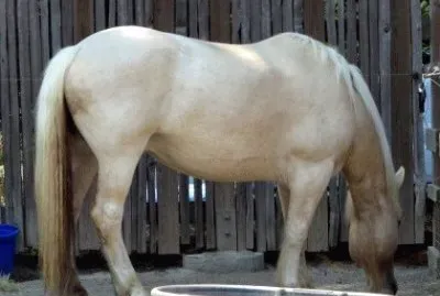 American cream draft