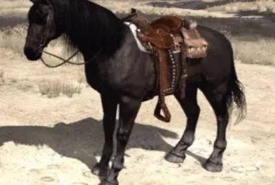 American standardbred