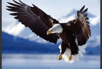 AGUILA CALVA