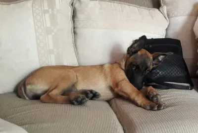 mis mascotas