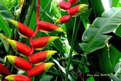flores