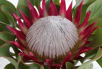 ProtÃ¨a jigsaw puzzle