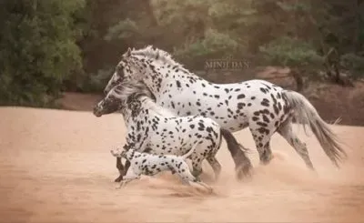 Horses