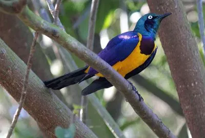 Storno dal petto dorato