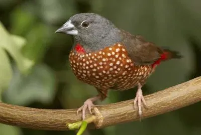 Amaranto di monteiro