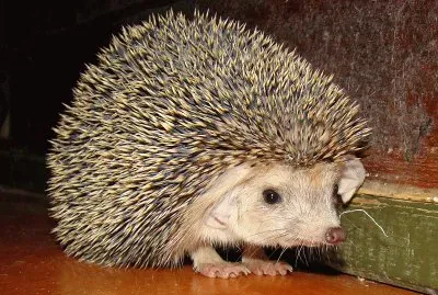 פאזל של Riccio dalle orecchie lunghe