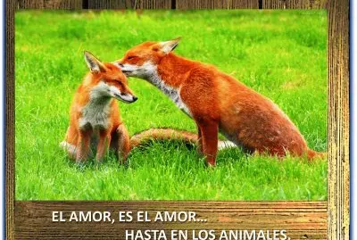 EL AMOR, ES EL AMORâ€¦