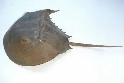 Limulo jigsaw puzzle