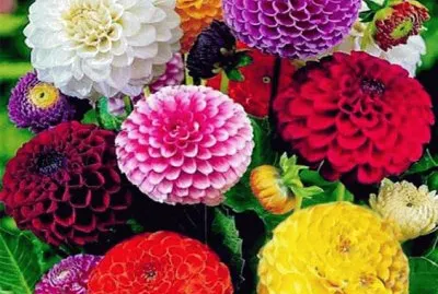 Colorful Dahlia 's