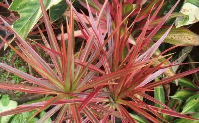 Nature jigsaw puzzle