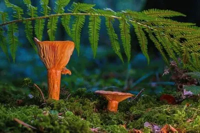 Nature jigsaw puzzle