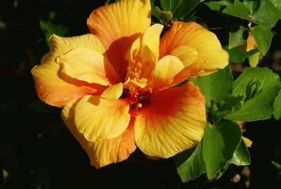 Hibiskus