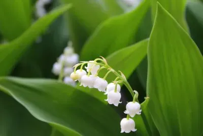 Nature jigsaw puzzle