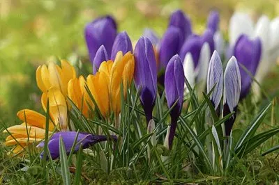 Nature jigsaw puzzle