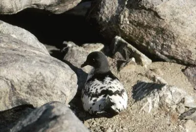 Procellaria del capo